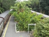 cairns-kuranda082