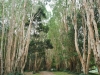 cairns-kuranda090