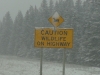 Caution Wildlife On Highway