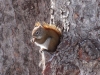 Ein Eichhörnchen futtert Nüsse auf einem Baumsockel