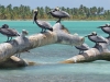 Carribean-Stars-Saona06
