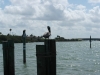 Ein Pelikan vor dem State Park von Caladesi Island