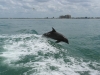 Springender Delfin in der Heckwelle unseres Bootes