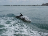 Noch ein Delfin direkt hinter unserem \"Little Toot\" Boot