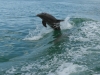 Fantastische Begegnungen hautnah: Springender Delfin vor Clearwater Beach