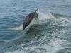 Fantastische Begegnungen hautnah: Springender Delfin vor Clearwater Beach