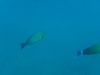 gili-islands0259