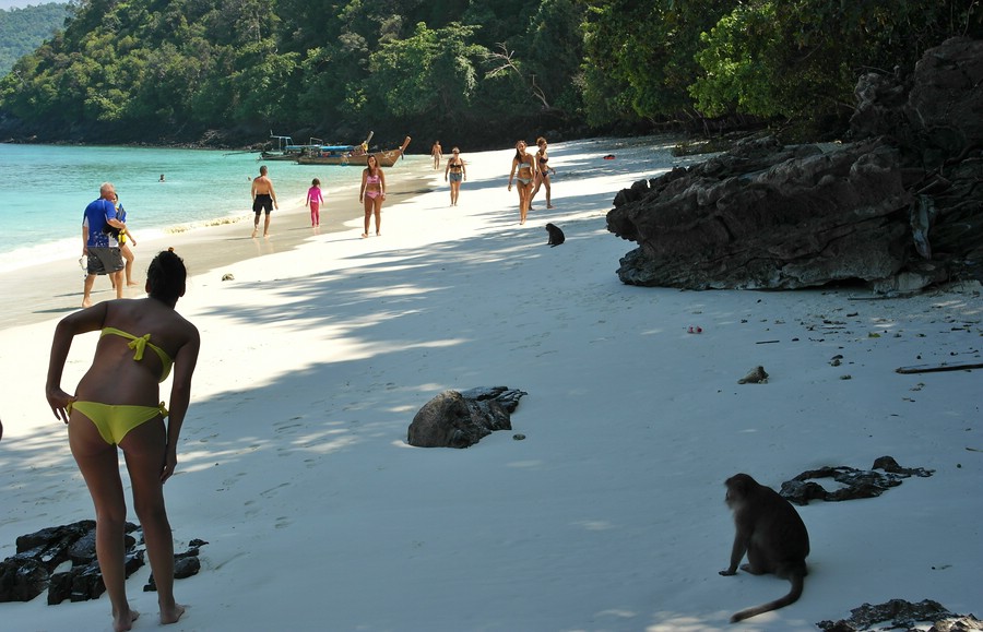 Monkeys on the Ao Ling beach of Ko Phi Phi Islands Thailand