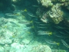 Schnorcheln auf Ko Phi Phi: Vielfalt unter Wasser
