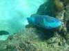 Farbenfrohe Unterwasserwelt, da wo die Korallen noch intakt sind auf Ko Phi Phi