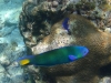 Viele bunte Fische warten vor der Küste von Ko Phi Phi Don und Ko Phi Phi Le