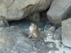Ao Ling Monkey Island Koh Phi Phi Don Beach