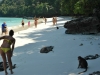 Monkeys on the Ao Ling beach of Ko Phi Phi Islands Thailand