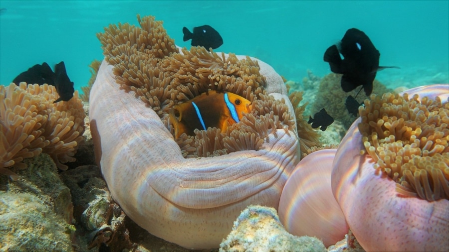 Anemonenfish Nemo Huahine