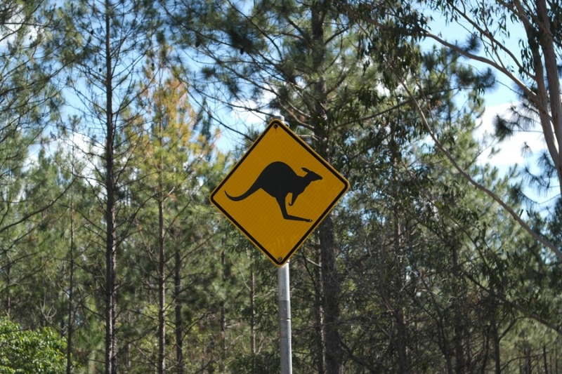 Kangaroo Roadsign Australia - Känguru Straßenschild