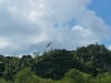 Adler über den Mangroven von Langkawi