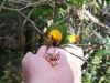 Bird Feeding im Langkawi Bird Paradise und Wildlife Park