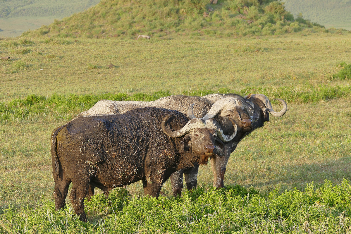 Drei Büffel im Ngorongoro Krater