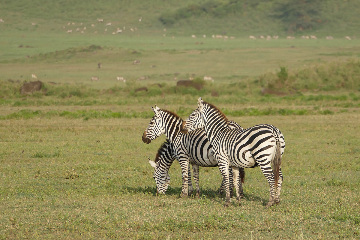 Zebras sind immer einen Schnappschuss wert