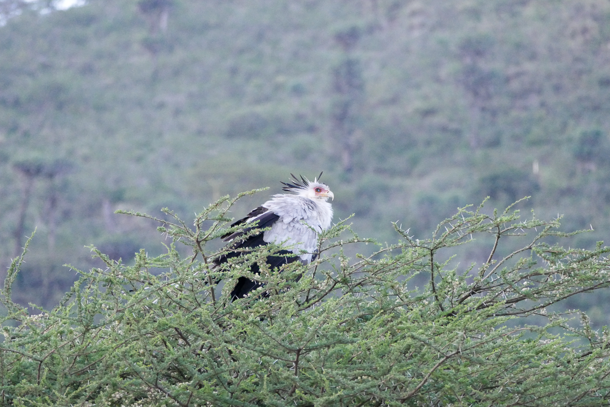 Birding in Ngorongoro: Secretary Bird (Sekretär) in einem Baum