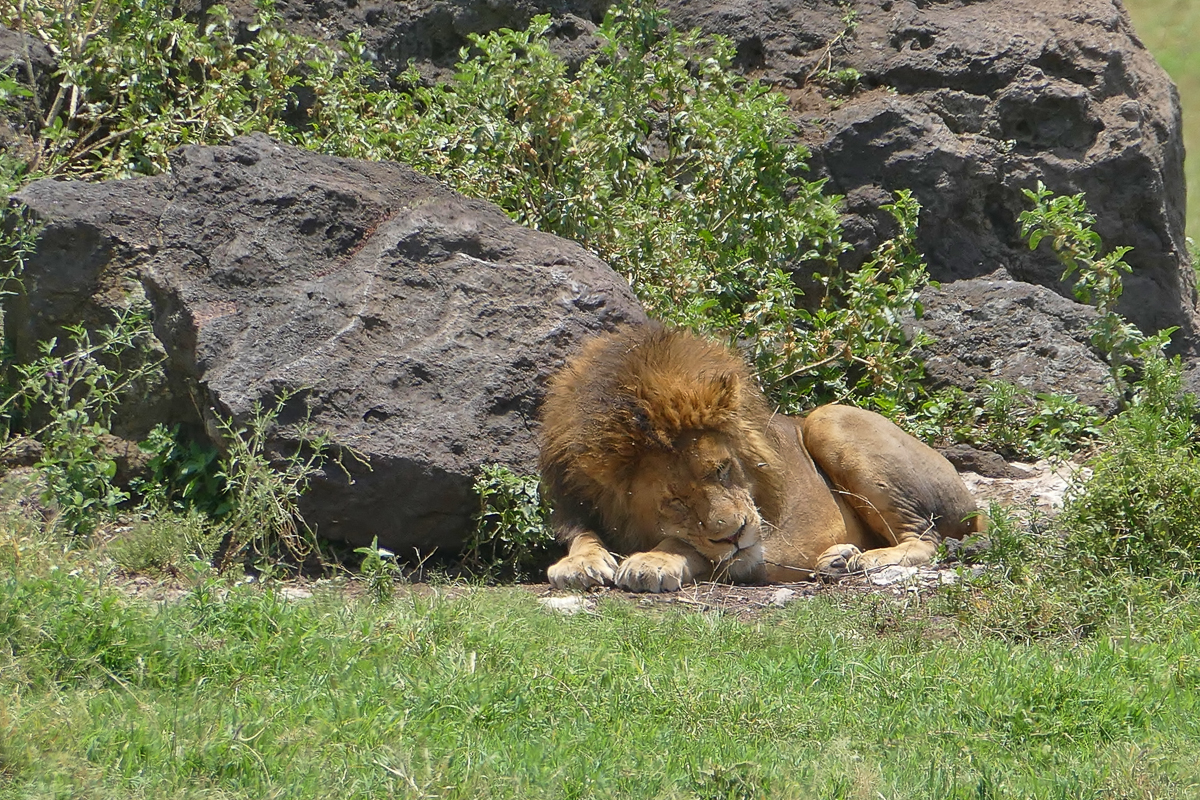 Löwen verbringen auch im Ngorongoro Krater einen Großteil des Tages mit Schlafen
