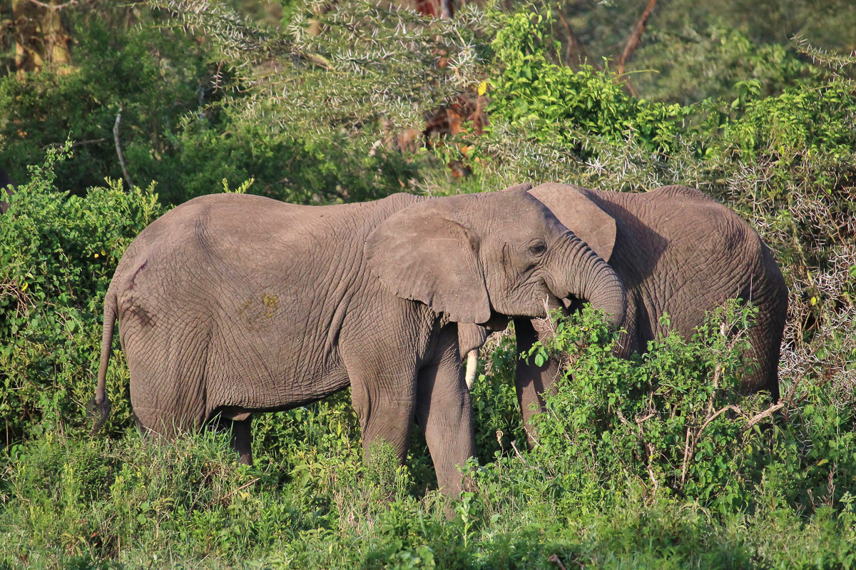 Elefanten im Ngorongoro Krater Tansania