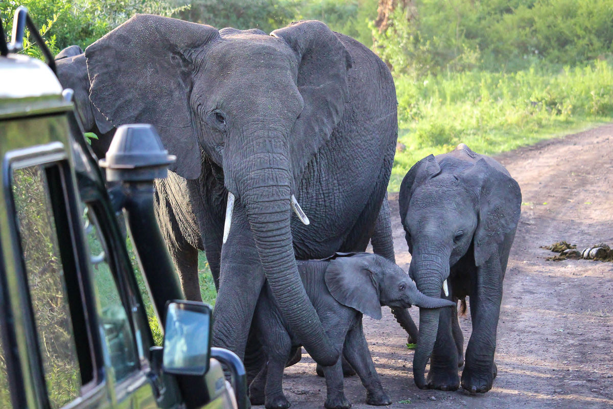 Hautnahe Begegnungen mit Elefanten im Lerai Forest Ngorongoro Krater