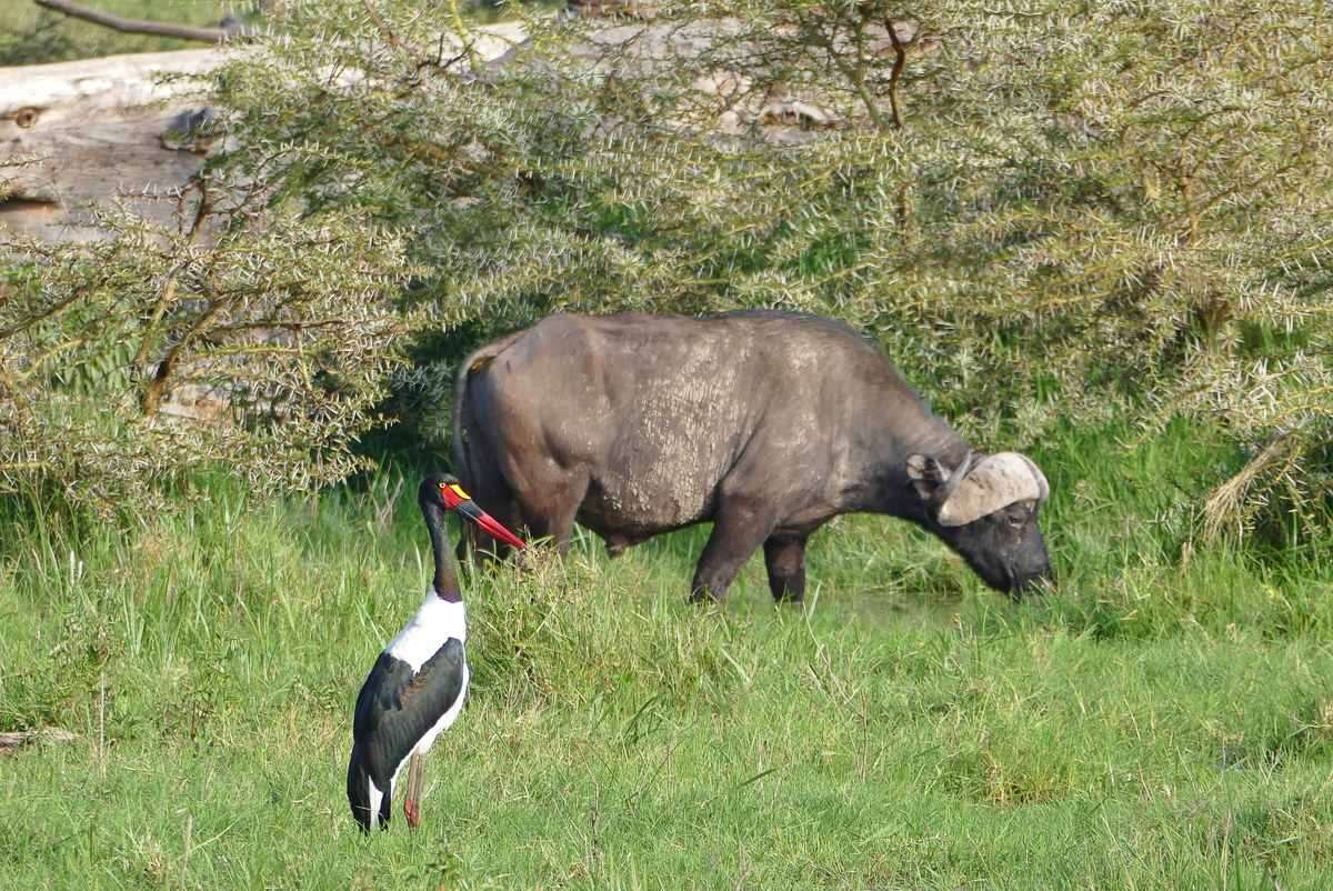 Büffel und Sattelstorch im Ngorongoro Krater