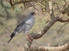 Kleiner Singhabicht im Ngorongoro Krater