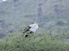 Birding in Ngorongoro: Secretary Bird (Sekretär) in einem Baum
