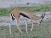 Weit verbreitet in Tansania: Die Thomson-Gazelle beim Grasen