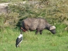Büffel und Sattelstorch im Ngorongoro Krater