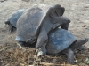 Schildkröten-Liebe im Union Estate auf La Digue