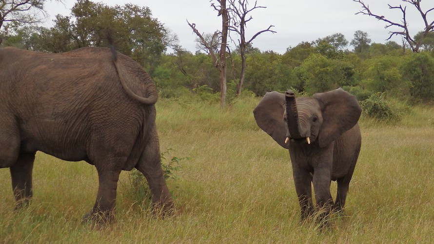 Elephant mit Baby