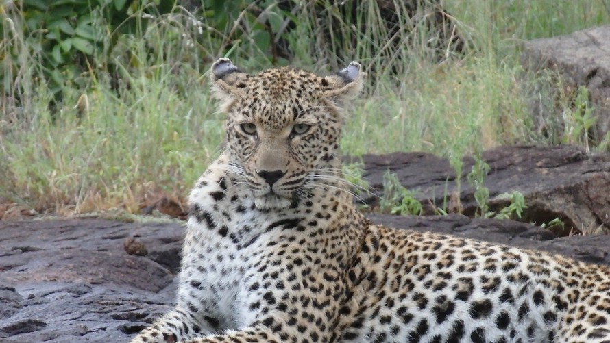 Male leopard Sabi Sand Singita