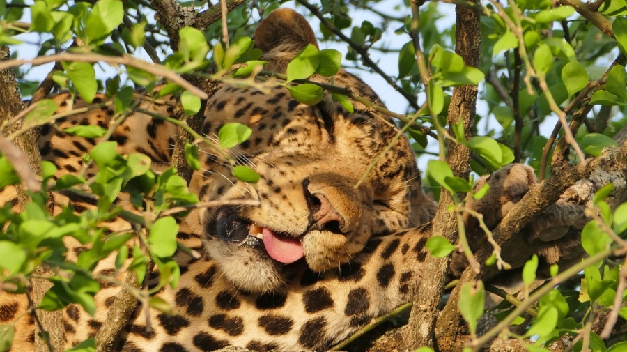 Leopard im Singita Grumeti Reservat Tanzania