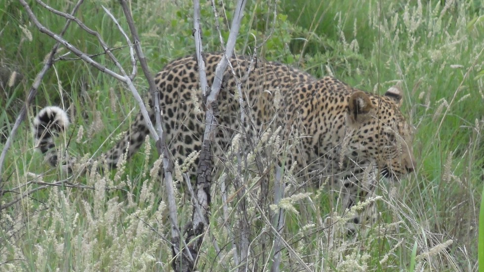 Ein männlicher Leopard im Madikwe Game Reserve Südafrika