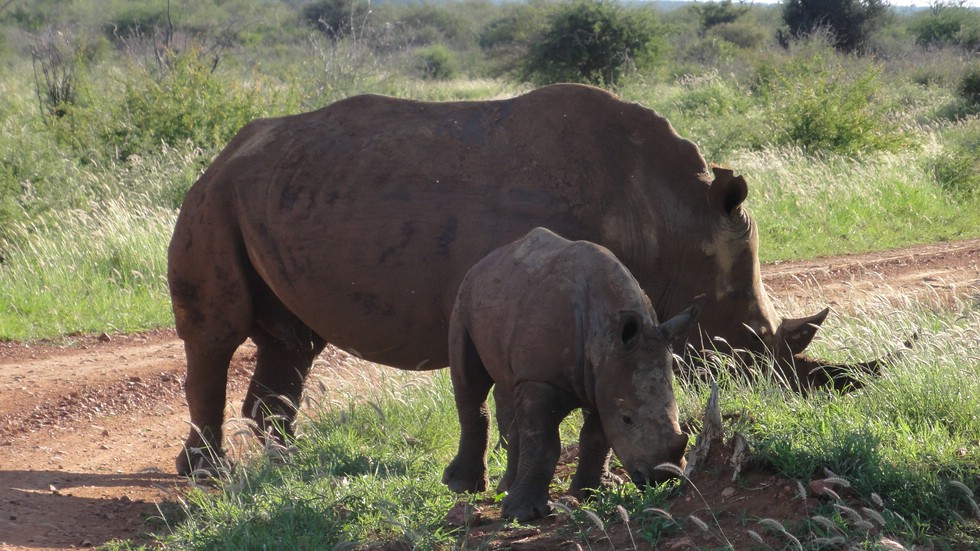 Breitmaulnashorn (White Rhino) mit Nachwuchs in Madikwe