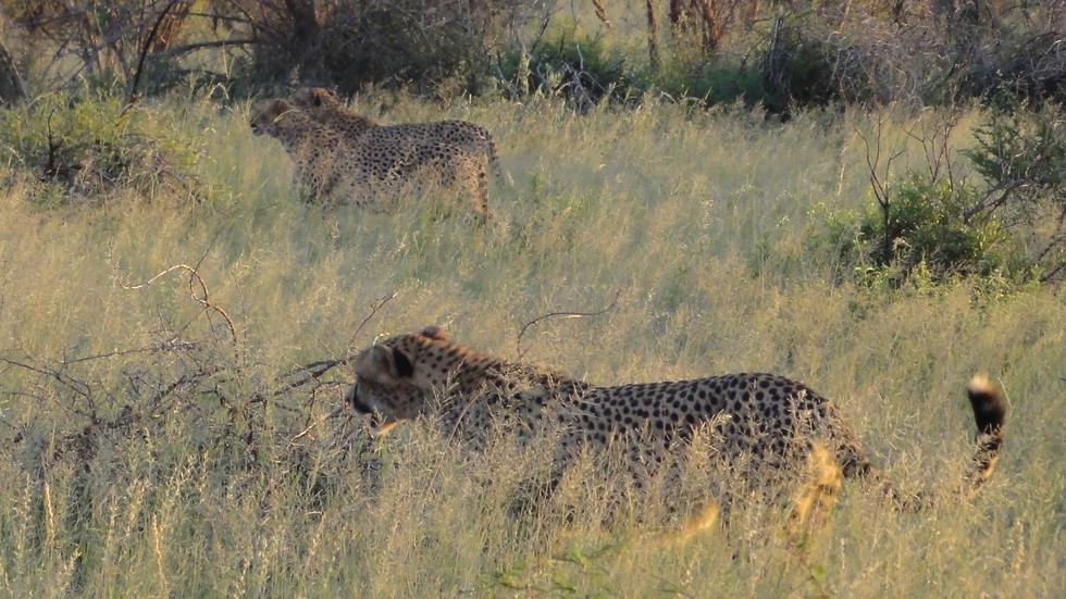 Die Geparden Brüder bereiten sich zur Jagd vor (Cheetahs Madikwe)