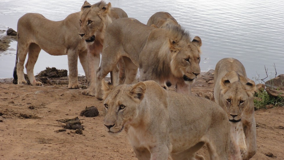Löwen (lions) am Marico River in Madikwe