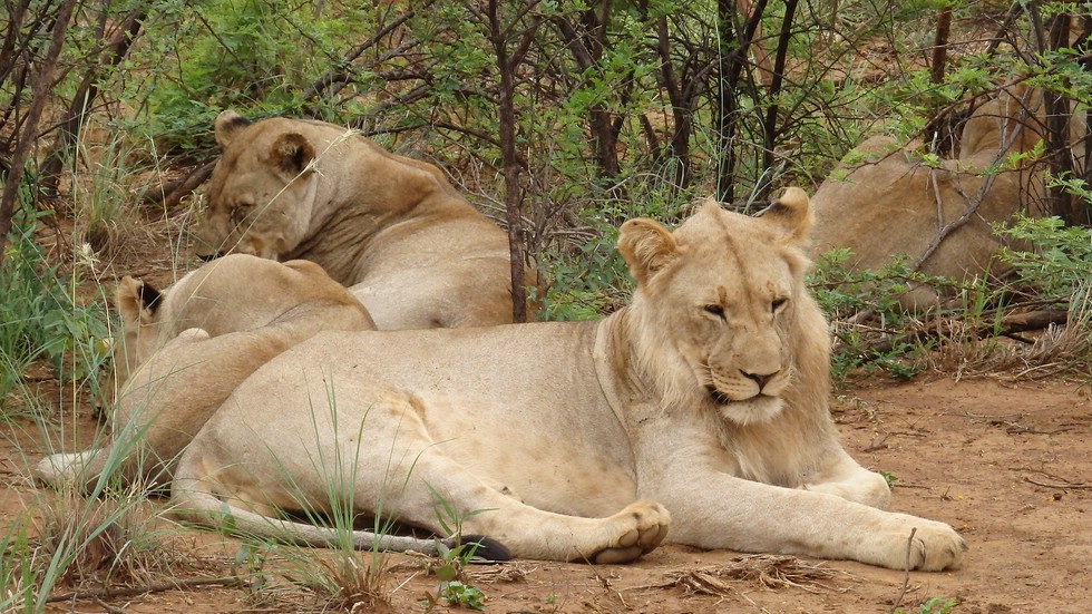 Löwen Rudel Madikwe, Lion pride in South Africa