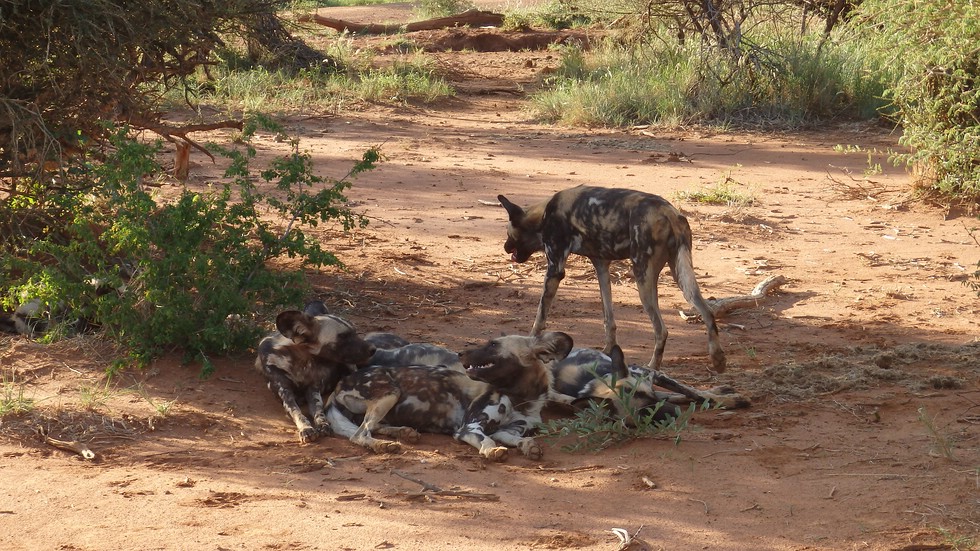Wild Dogs (African Painted Dogs) Madikwe