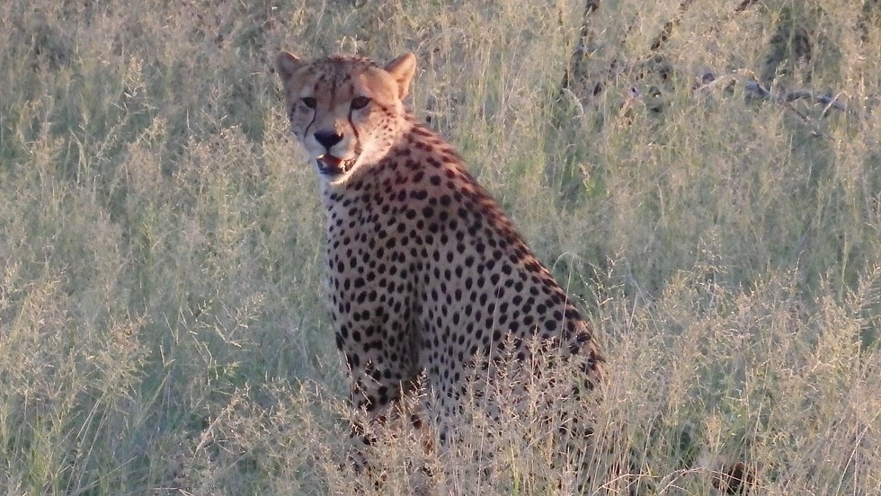 Cheetah Madikwe Geparden