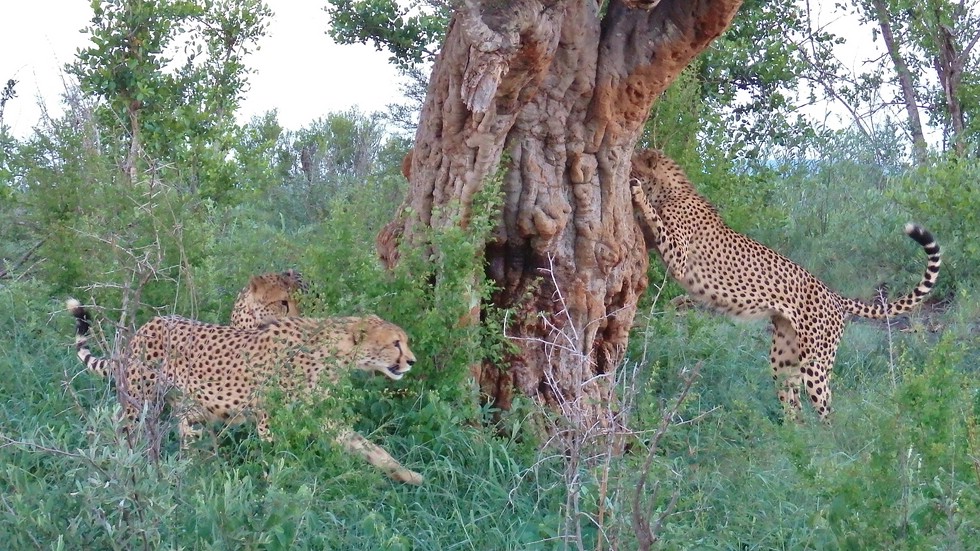Geparden Cheetah Brothers marking territory
