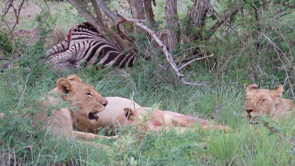 Lion kill zebra at Madikwe Game Reserve