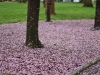 Cherry Blossom in Washington