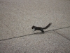 Squirrel in Washington DC