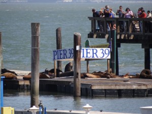 Seelöwen am Pier 39 - Fishermans Wharf SFO