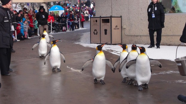 Charity Penguin Walk im Calgary Zoo