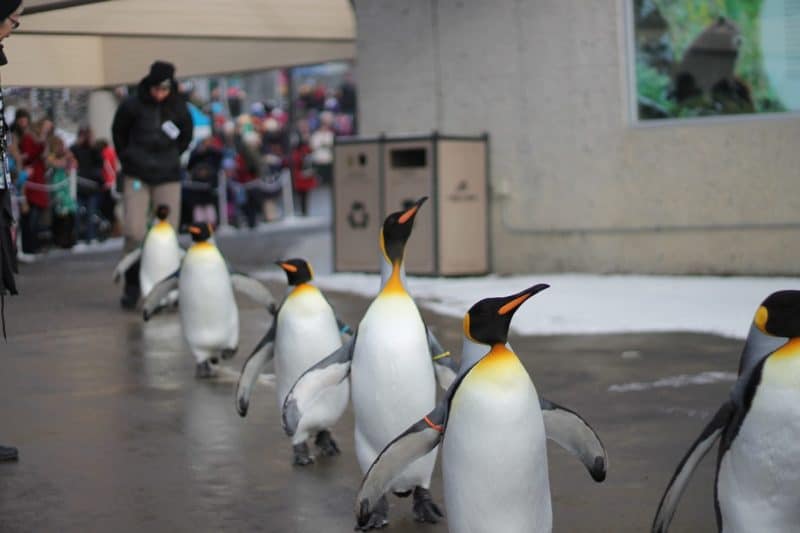 Calgary Sehenswürdigkeiten: Alle Highlights in 48 Stunden